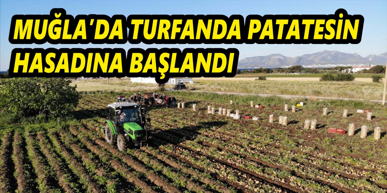 Muğla'da turfanda patatesin hasadına başlandı