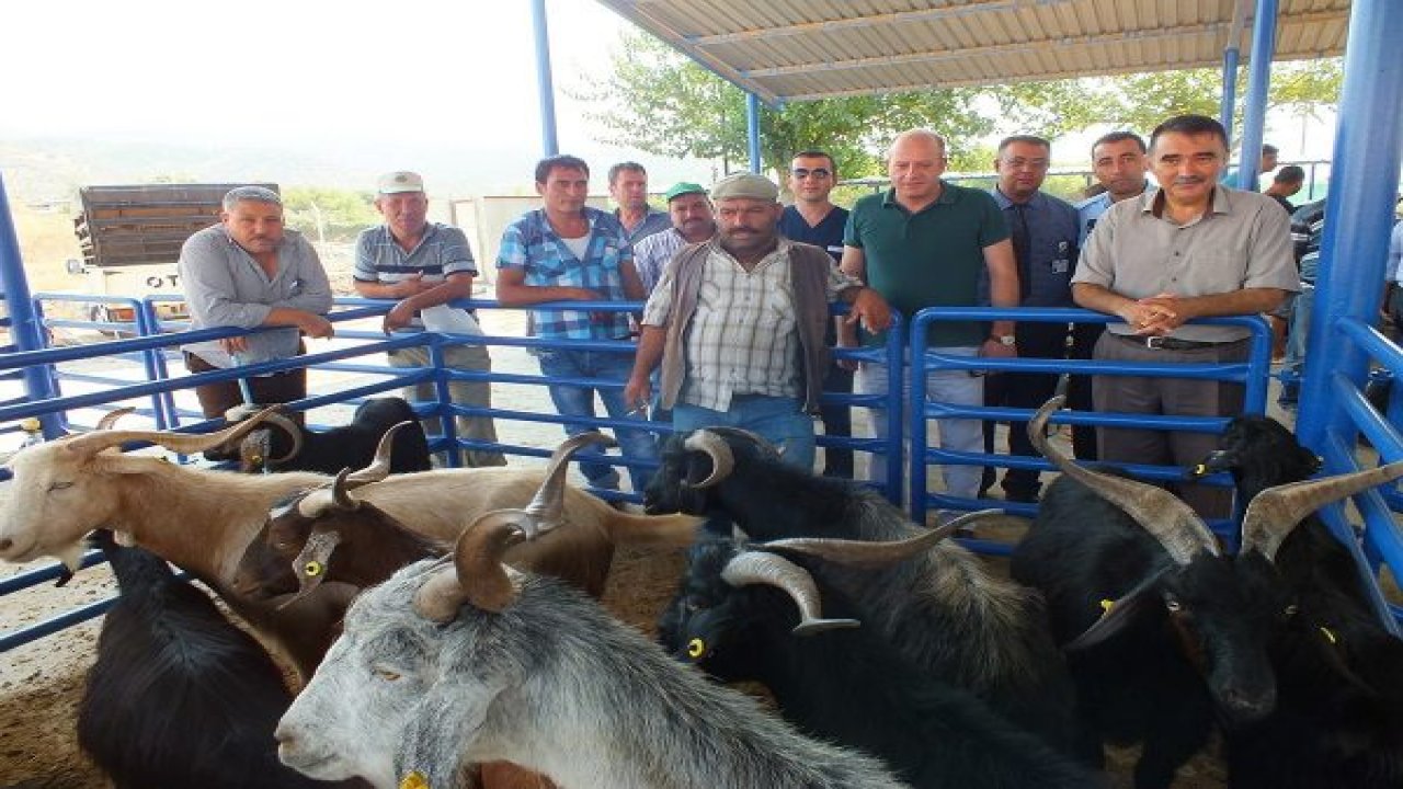 Kurbanlık satışları başladı