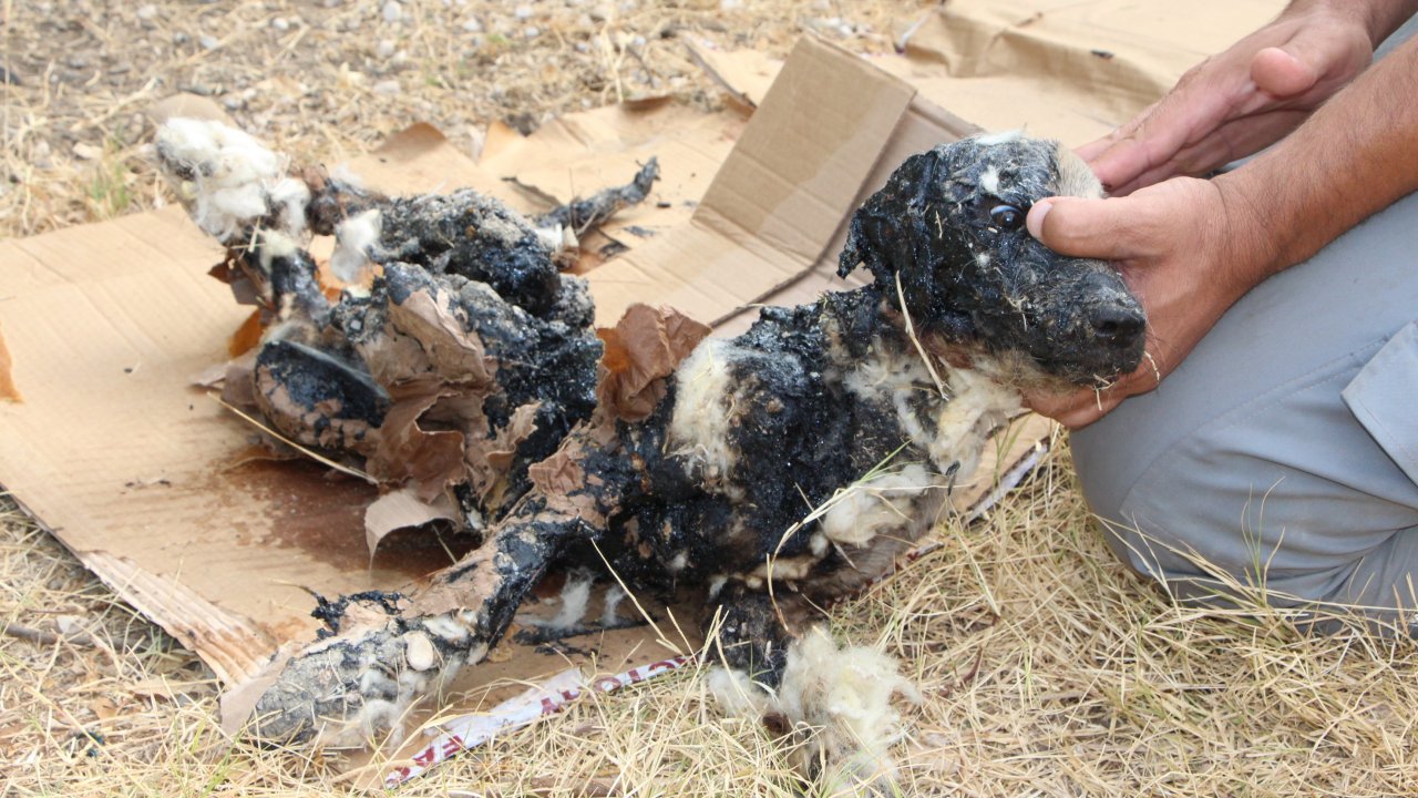 Zifte giren köpek kurtarıldı