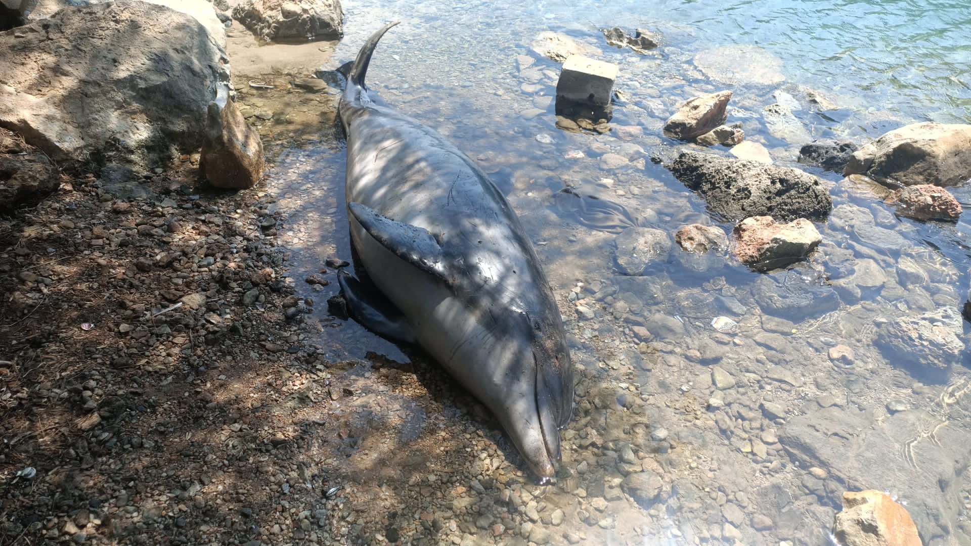 Bodrum'da ölü yunus sahile vurdu