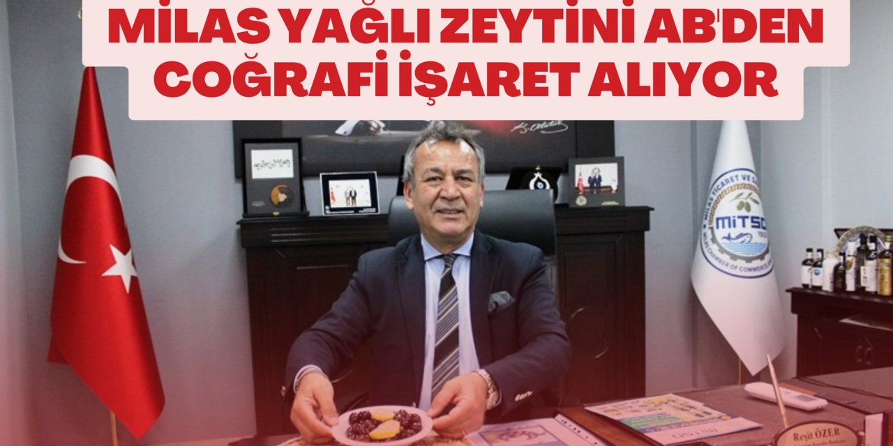 MİLAS YAĞLI ZEYTİNİ AB'DEN COĞRAFİ İŞARET ALIYOR