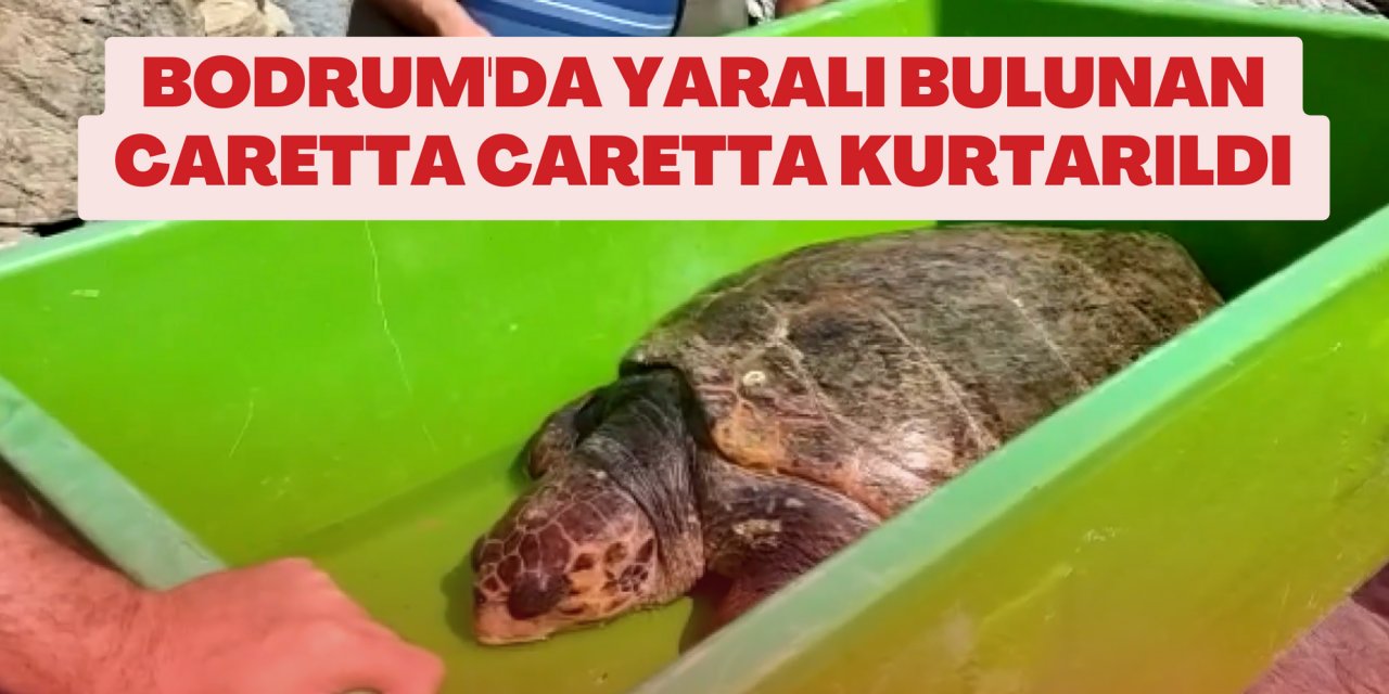 Bodrum'da yaralı bulunan caretta caretta kurtarıldı