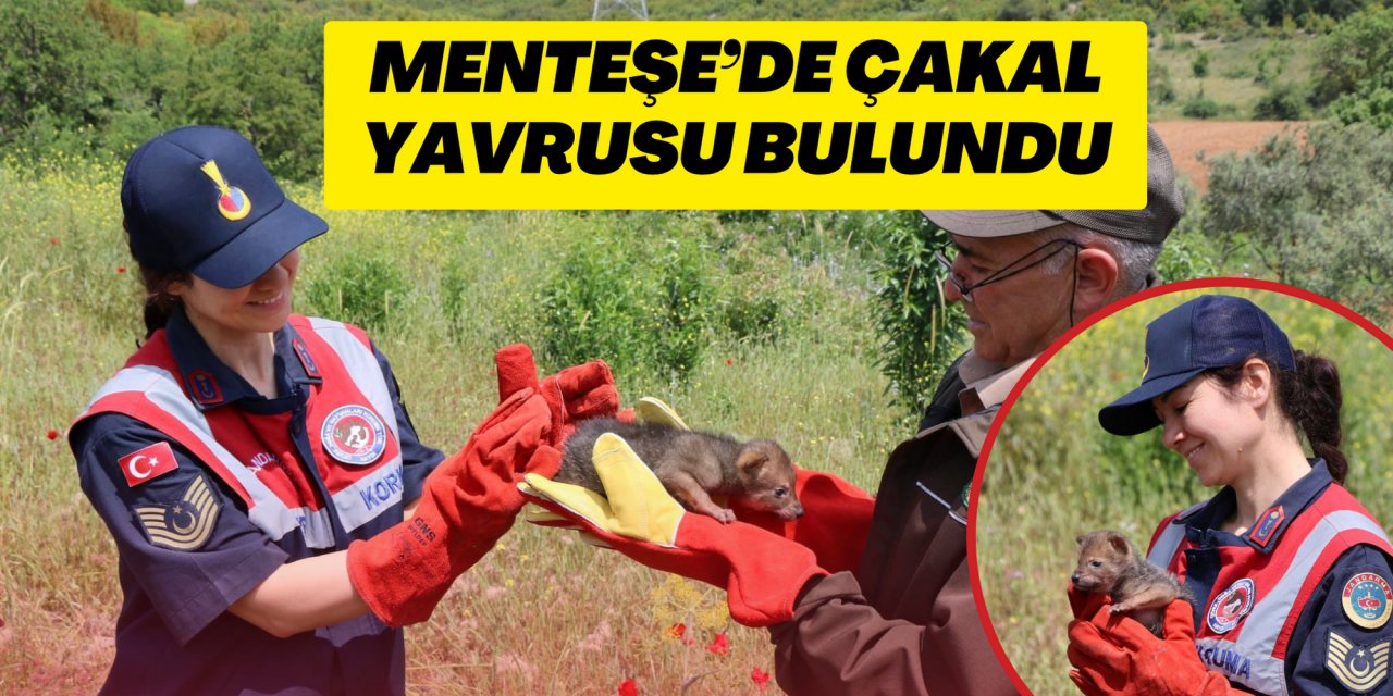 MENTEŞE’DE ÇAKAL YAVRUSU BULUNDU