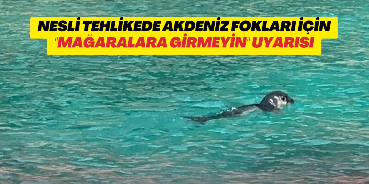 Nesli tehlikede Akdeniz fokları için 