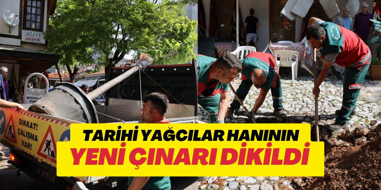 TARİHİ YAĞCILAR HANININ YENİ ÇINARI DİKİLDİ