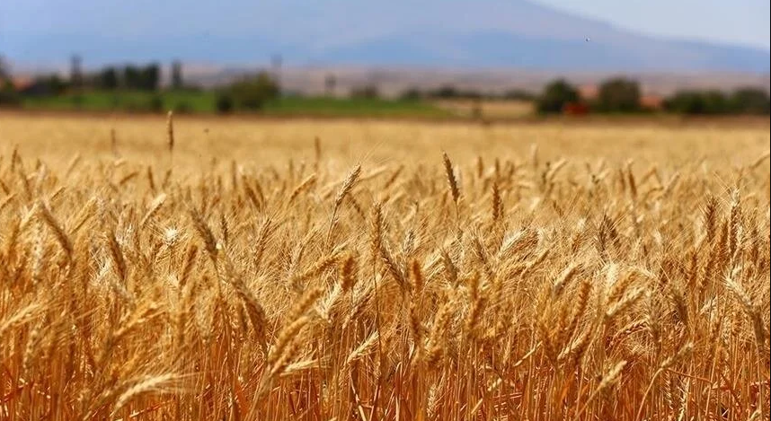 Türk buğday sektörü için kapsamlı yol haritası geliştirildi