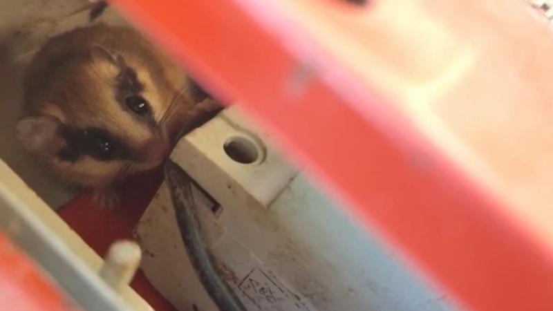 Nesli tehlikede olan yediuyur elektrik panosundan görüntülendi