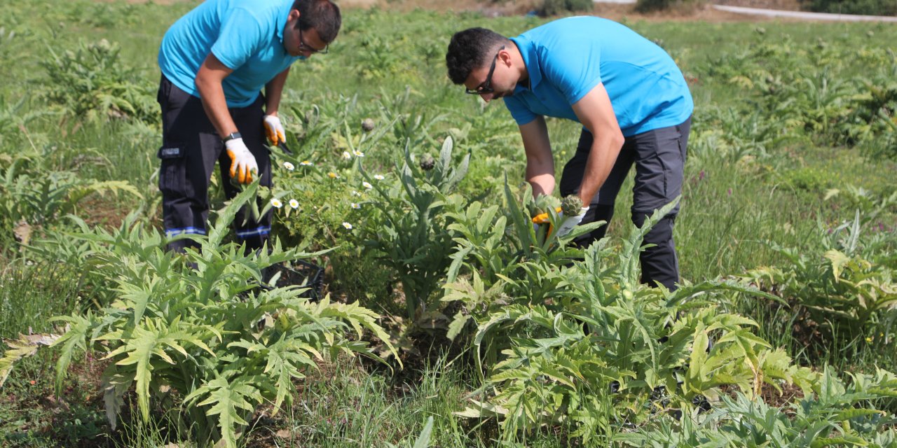 BODRUM’DA 8 BİN 750 ADET ENGİNARIN HASADINI YAPIYOR