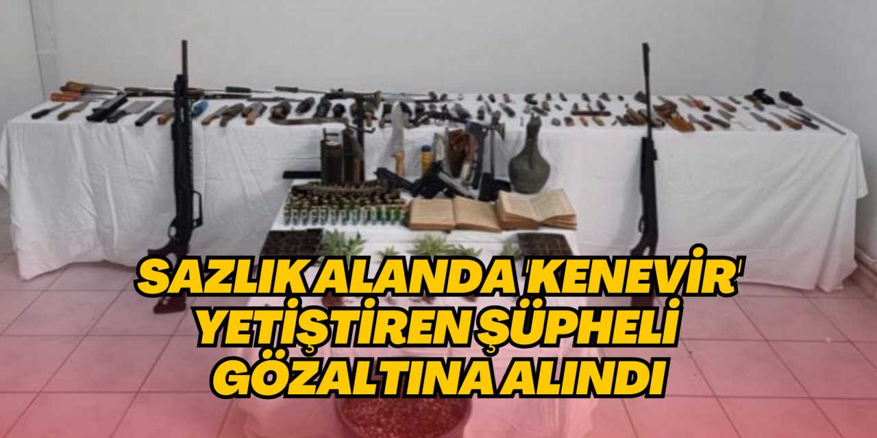 Sazlık alanda 'kenevir' yetiştiren şüpheli gözaltına alındı