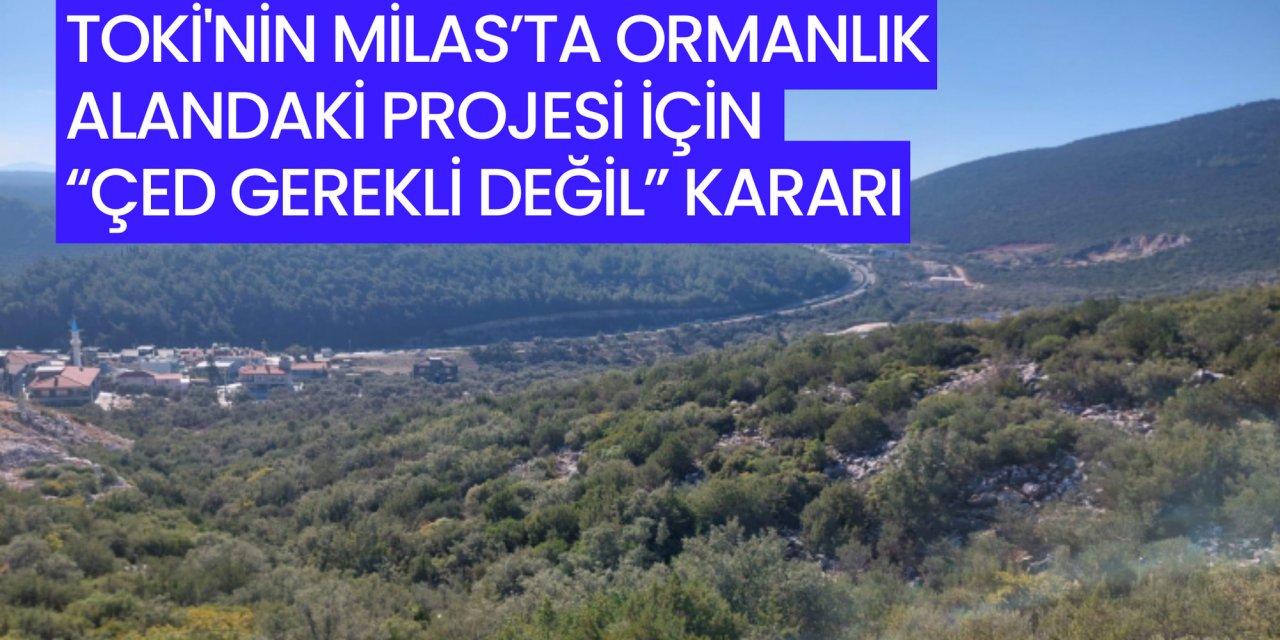 TOKİ'nin Milas’ta ormanlık alandaki projesi için “ÇED gerekli değil” kararı