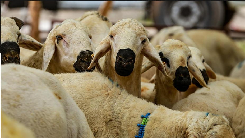 Vekaletle kurban kesim bedeli yurt içinde 5 bin 950, yurt dışında 2 bin 750 lira olarak belirlendi