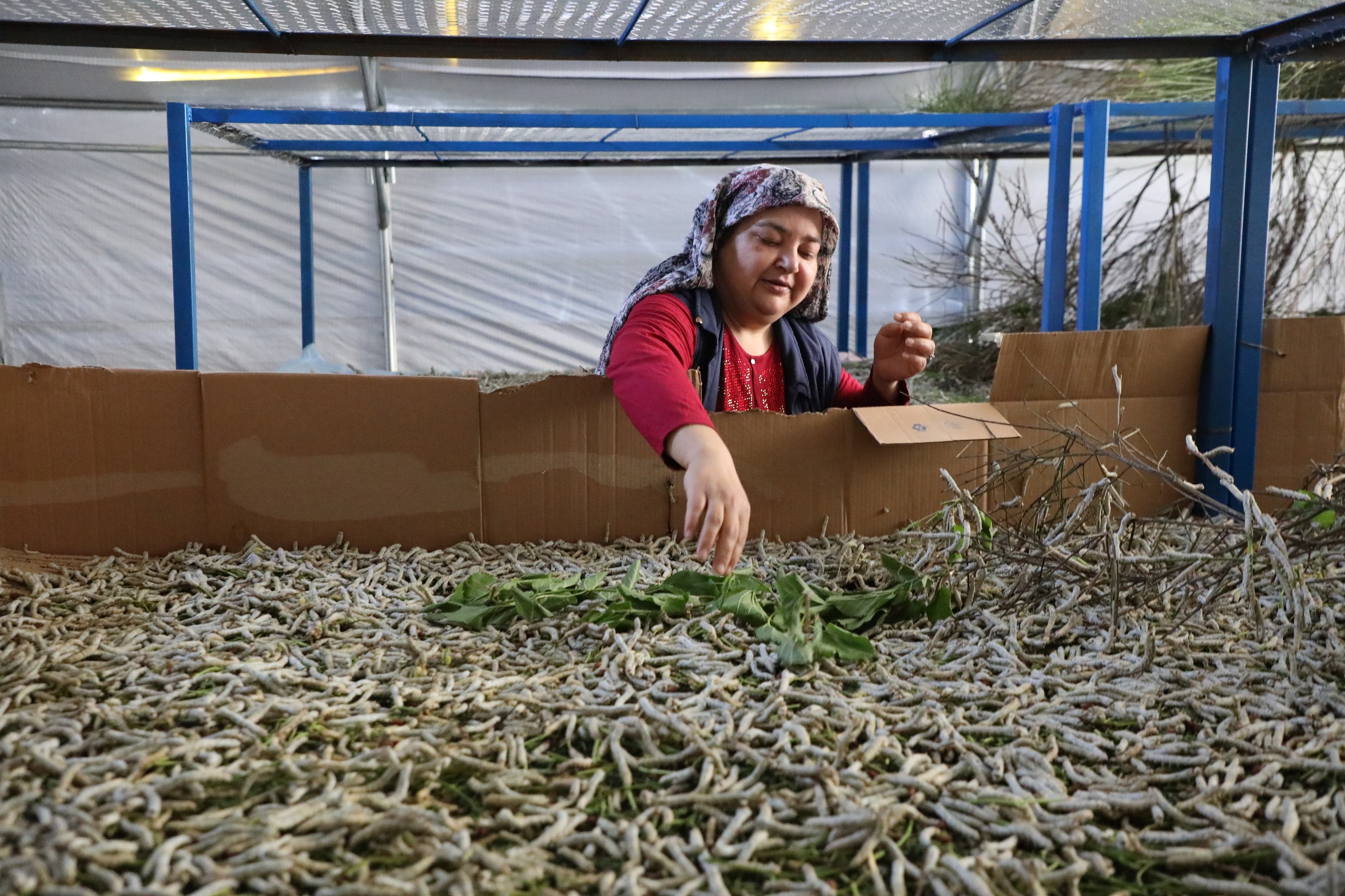 Büyükşehir’in Desteklediği İpekböcekçiliği Üretiminde Yüzler Gülüyor