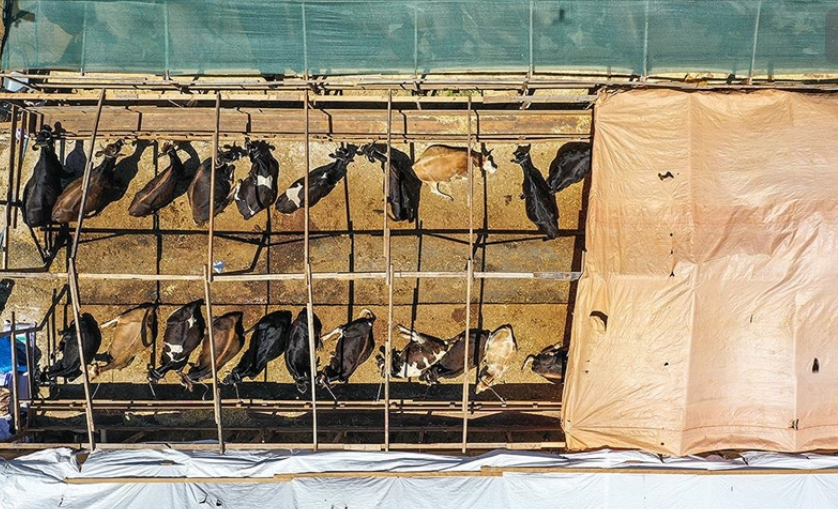 Kurbanlık hayvan arzında sıkıntı yaşanmayacak