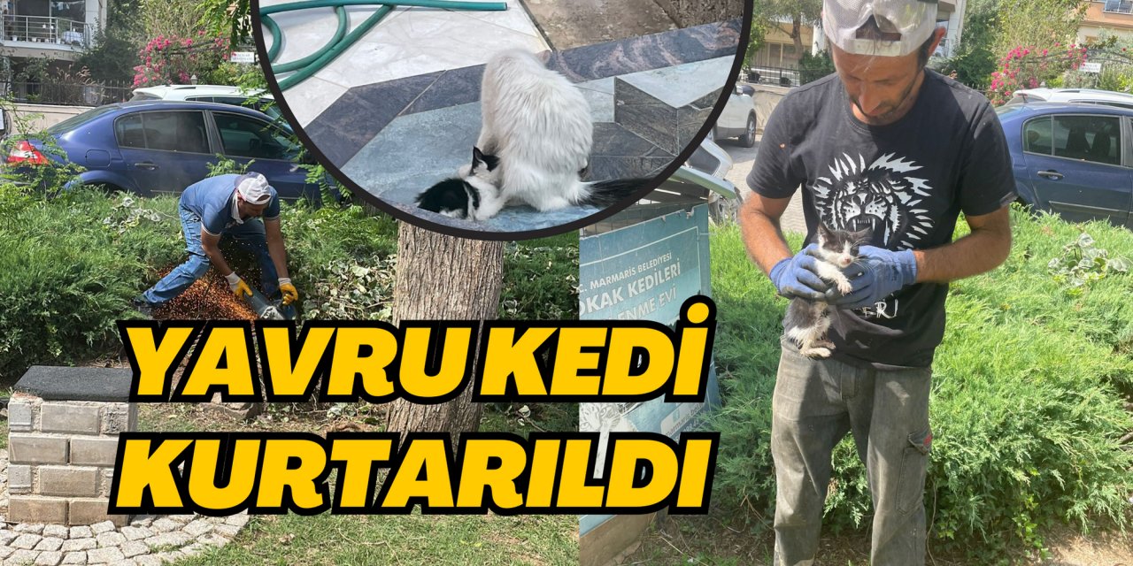 YAVRU KEDİ KURTARILDI