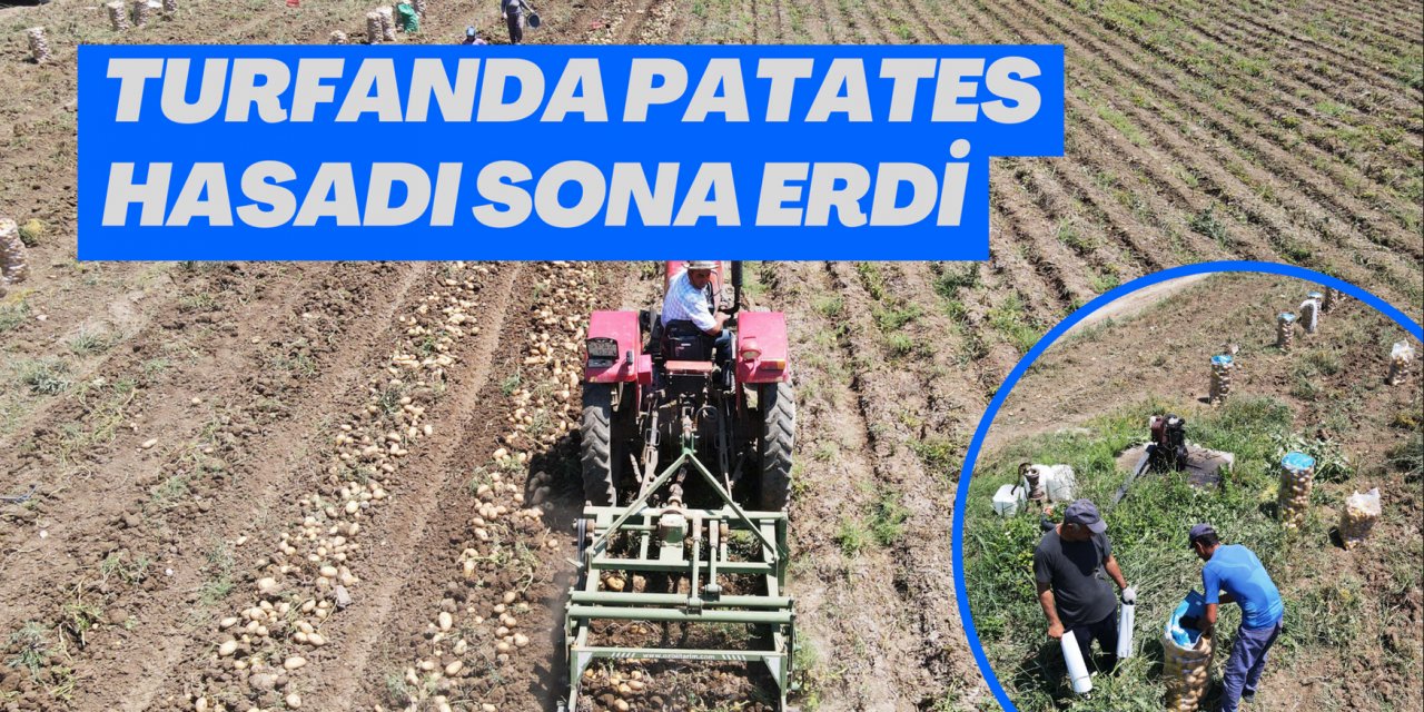Turfanda patates hasadı sona erdi