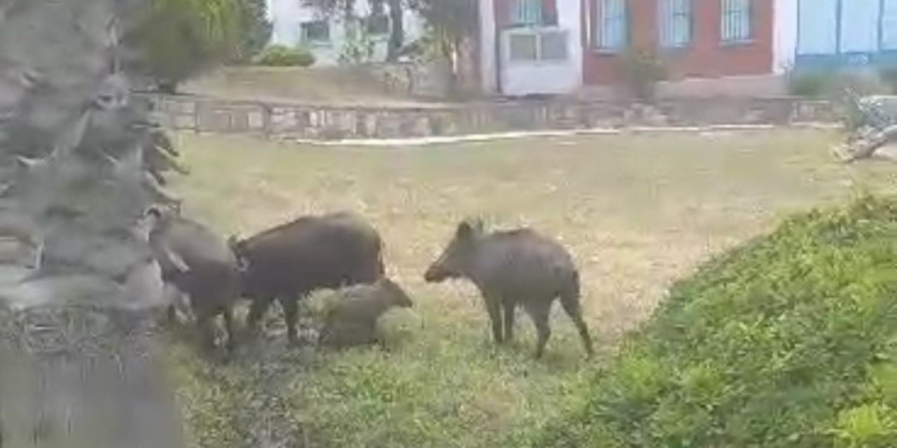 Aç kalan domuzlar şehre indi