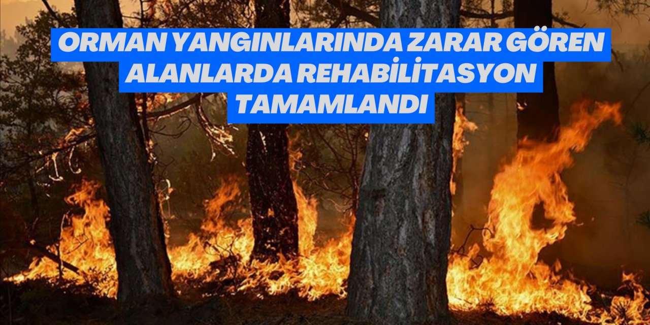 Orman yangınlarında zarar gören alanlarda rehabilitasyon tamamlandı