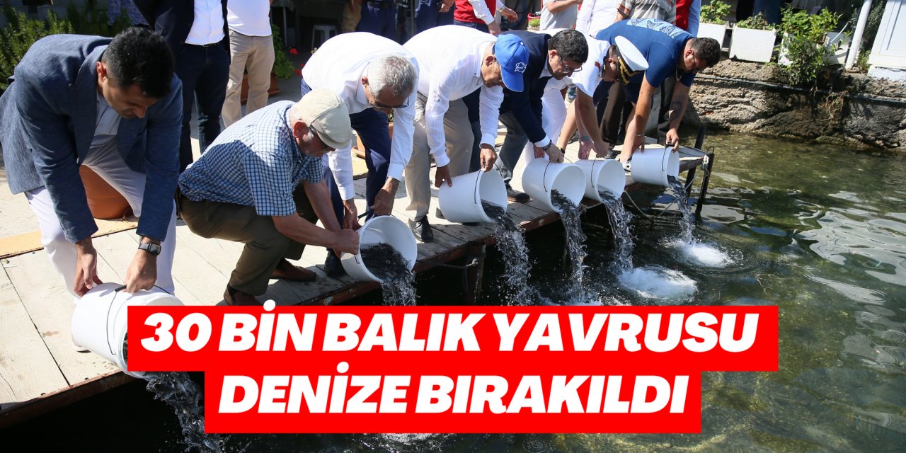 Bodrum'da deniz dibi temizliği yapıldı, 30 bin balık yavrusu denize bırakıldı