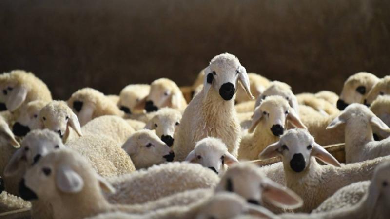 Türkiye hayvan varlığında Avrupa'nın zirvesinde