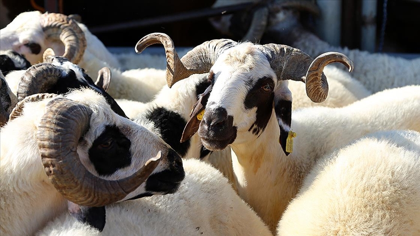 Yetiştiricilerden kurbanlık alacaklara 