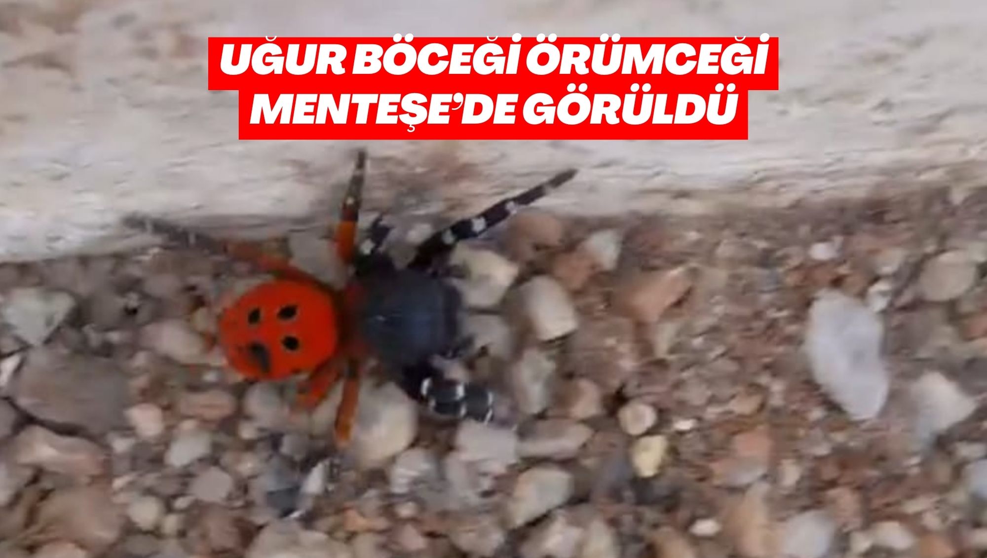 UĞUR BÖCEĞİ ÖRÜMCEĞİ MENTEŞE’DE GÖRÜLDÜ