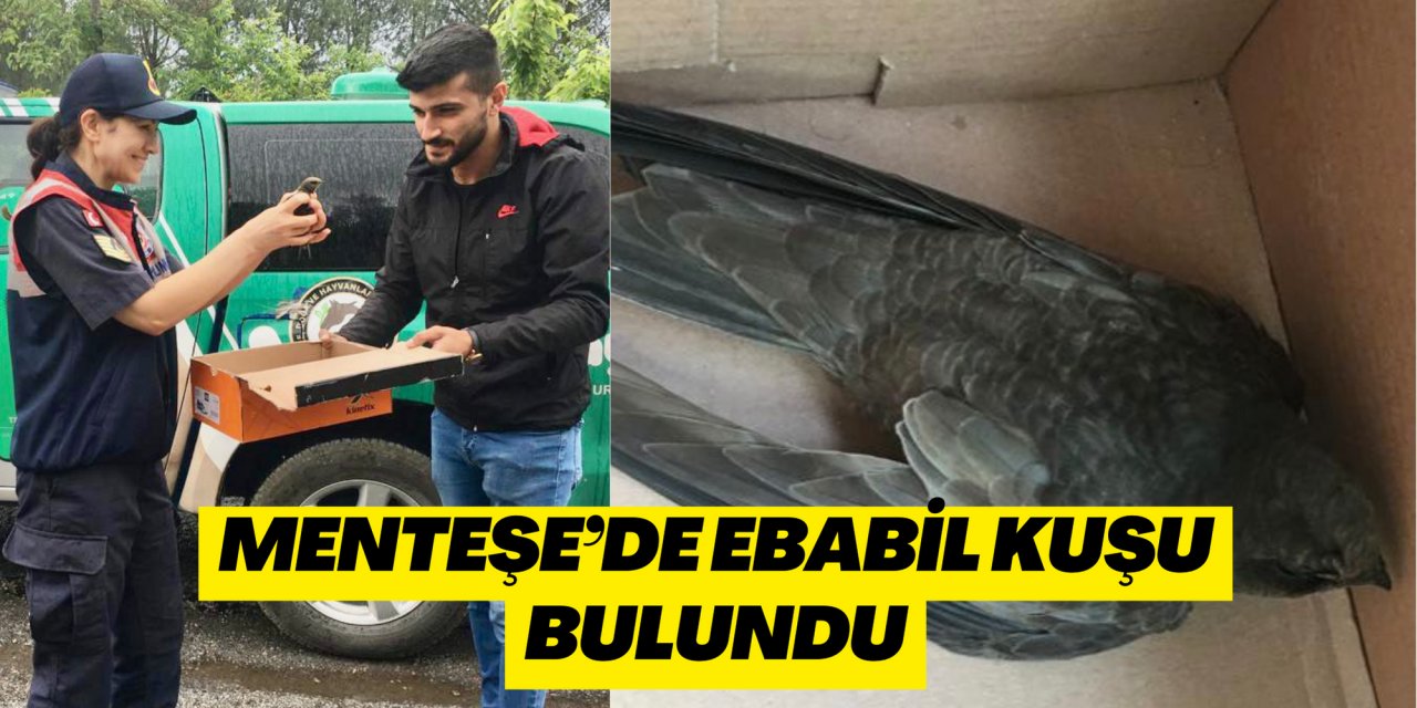 MENTEŞE’DE EBABİL KUŞU BULUNDU