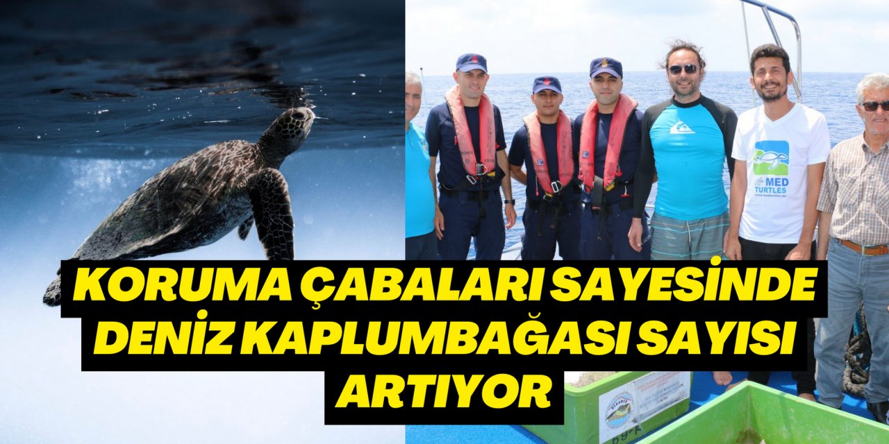 Koruma çabaları sayesinde deniz kaplumbağası sayısı artıyor