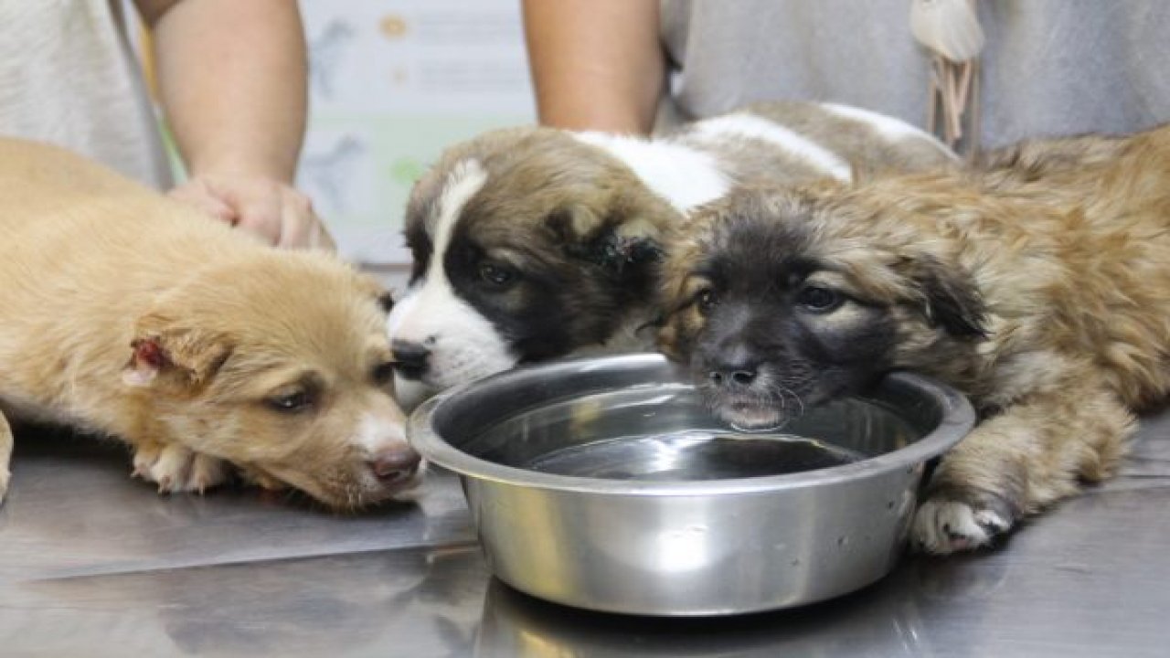 Köpeklere işkenceye soruşturma