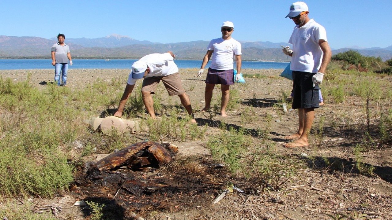 yakılmış Caretta Caretta bulundu