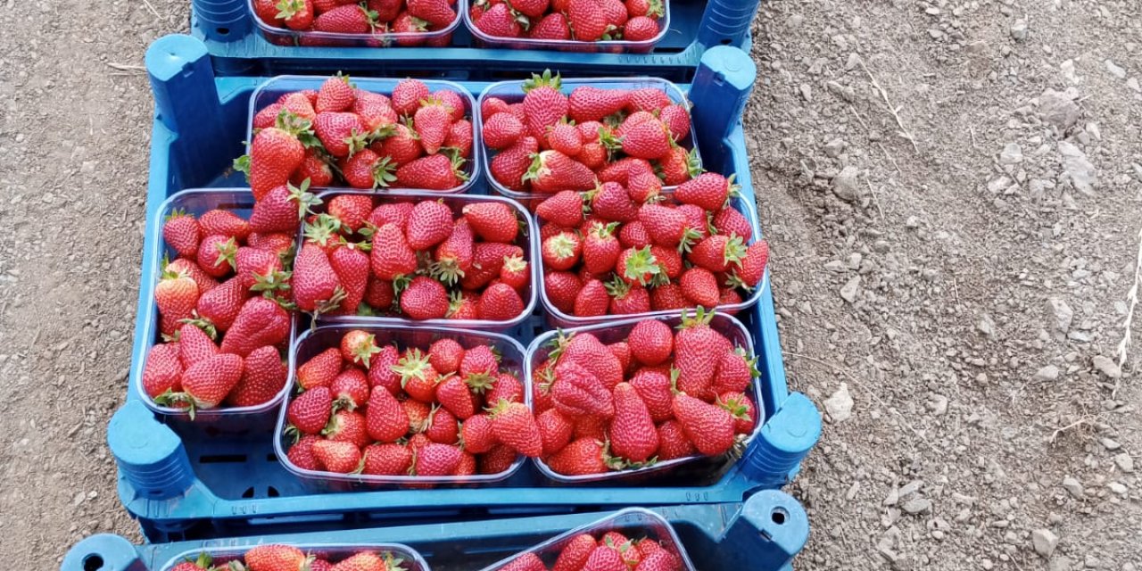 Muğla’nın Çilekleri raflarda yerini aldı