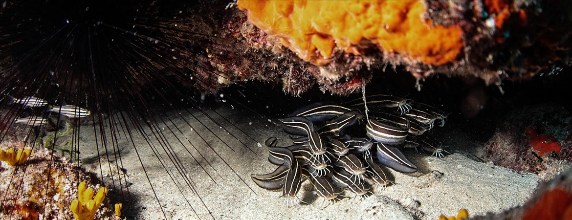 Uzmanlar, açık denizlerde biyolojik çeşitliliğin korunması anlaşmasını ümit verici buldu
