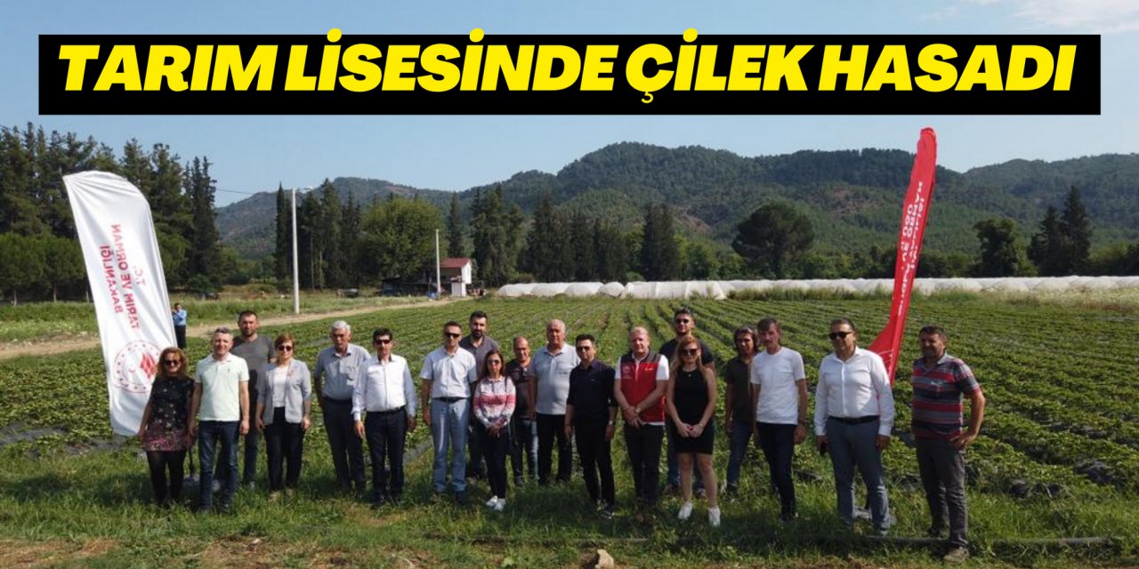 TARIM LİSESİNDE ÇİLEK HASADI
