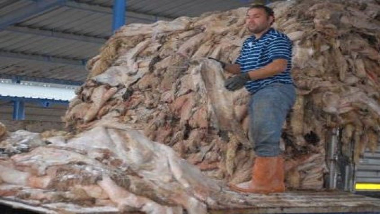 THK, Milas’ta 10 bin deri topladı