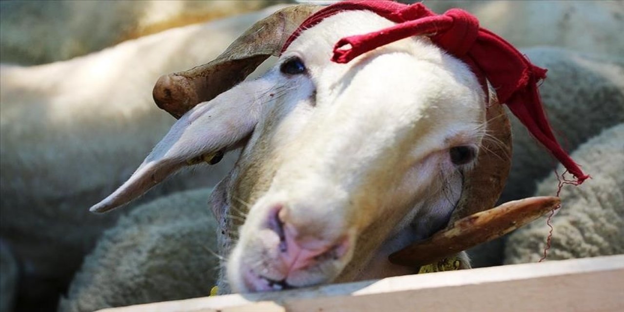 Kurban kimlik bilgilerine 