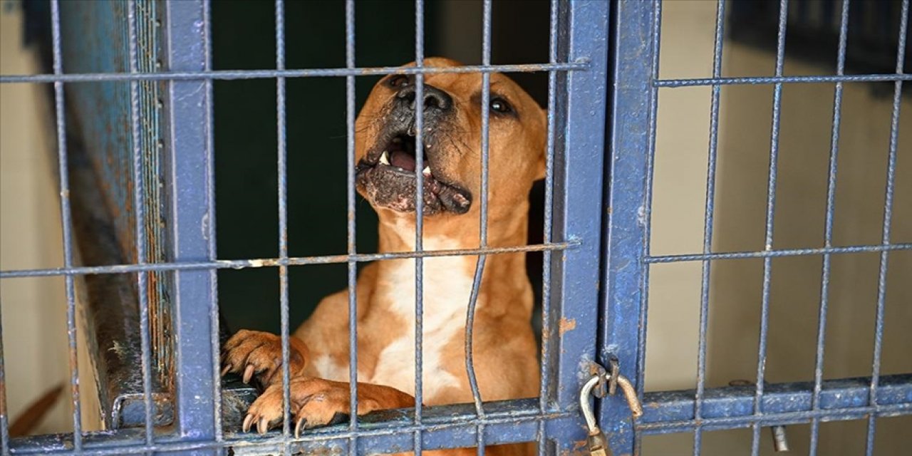 Sokak hayvanlarının çoğalması kuduz tehlikesini artırıyor