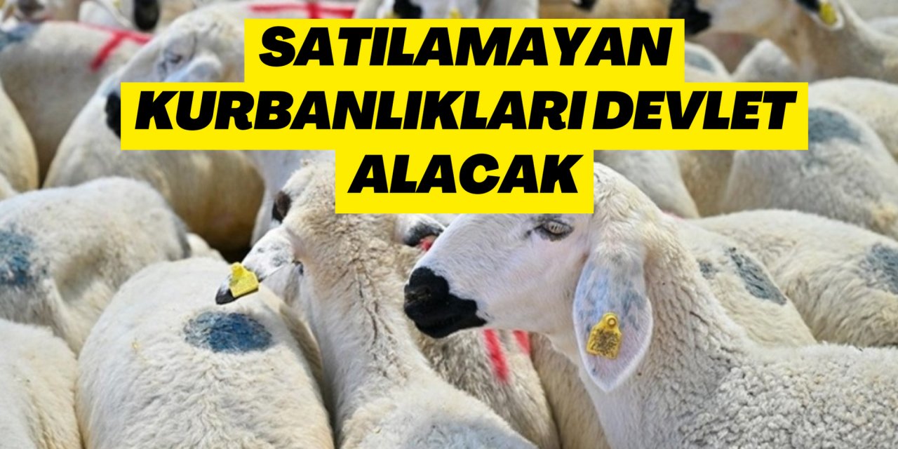 Satılamayan kurbanlıkları devlet alacak