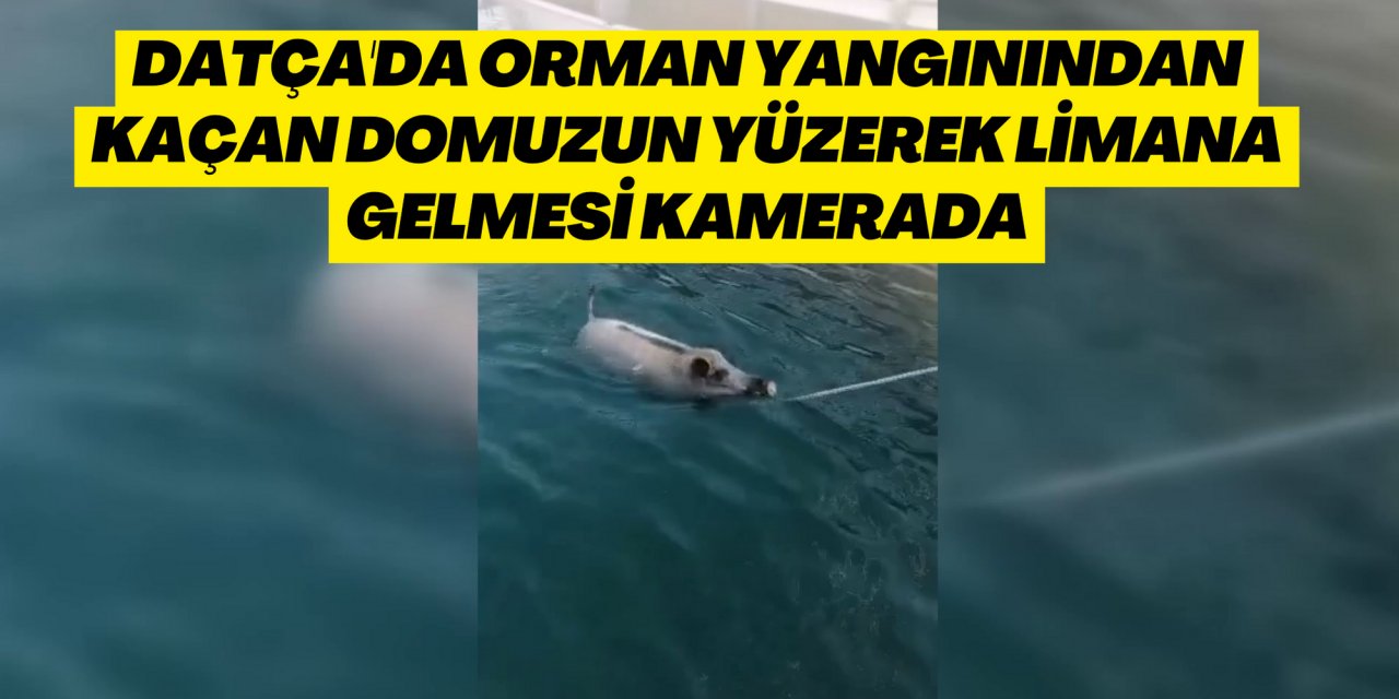 Datça'da orman yangınından kaçan domuzun yüzerek limana gelmesi kamerada