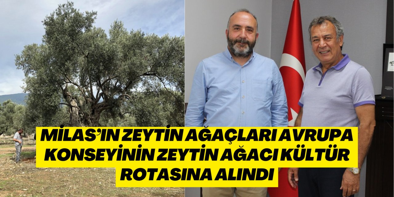 MİLAS’IN ZEYTİN AĞAÇLARI AVRUPA KONSEYİNİN ZEYTİN AĞACI KÜLTÜR ROTASINA ALINDI