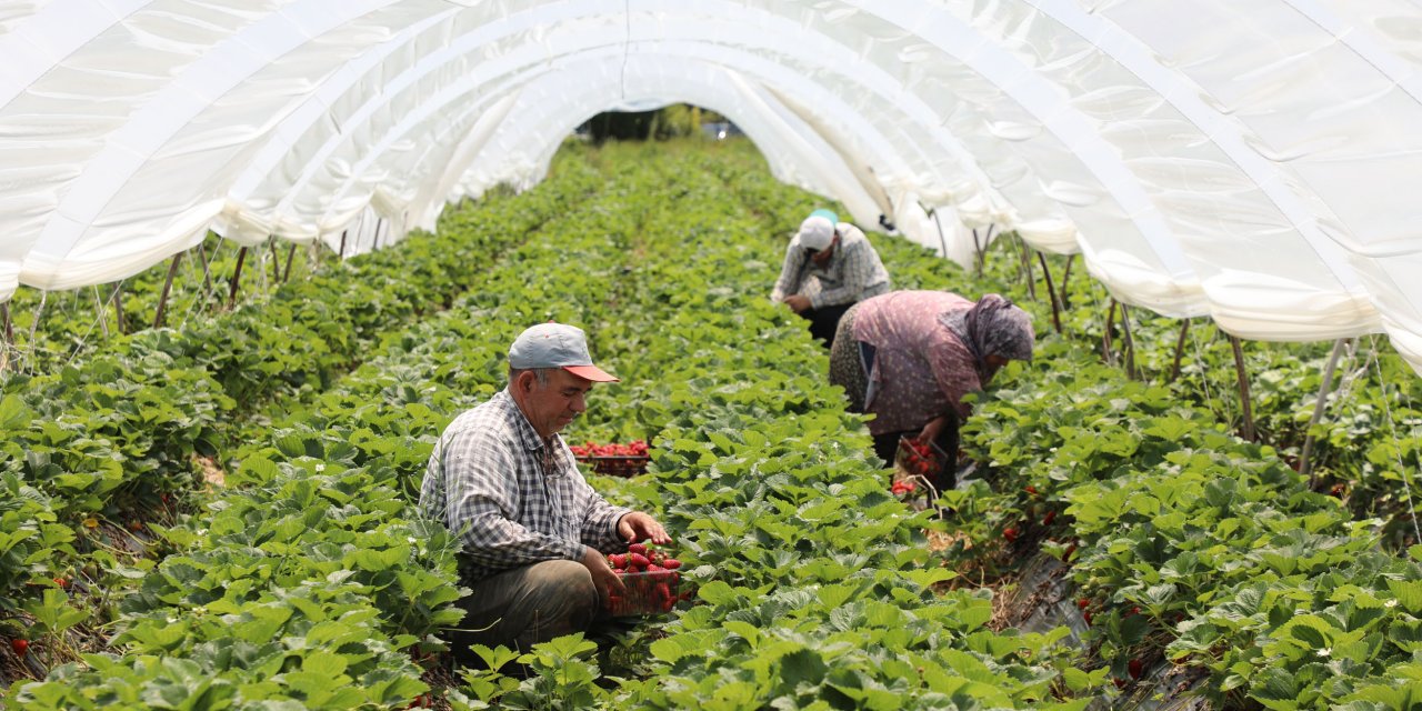 Köyceğiz Yaylaları’ndan Migros’a Çilek Üretimi
