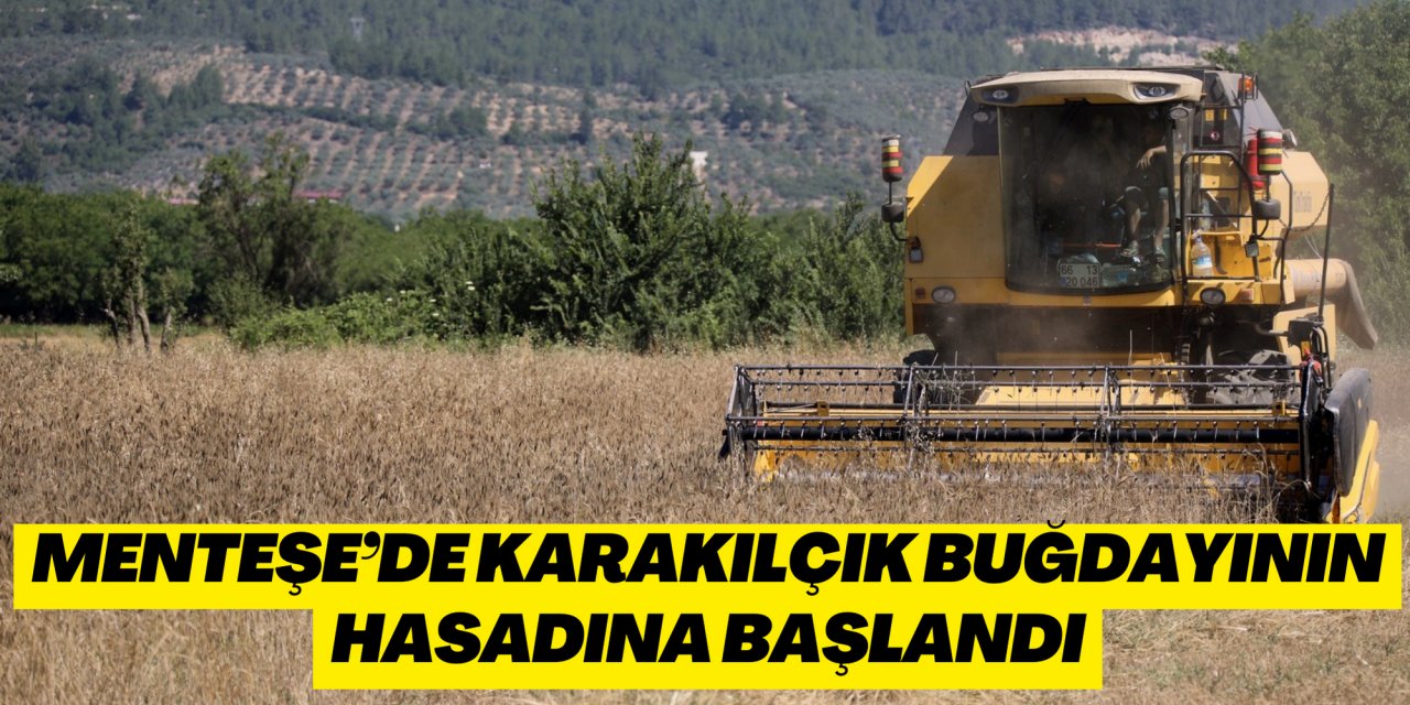 Menteşe’de karakılçık buğdayının hasadına başlandı