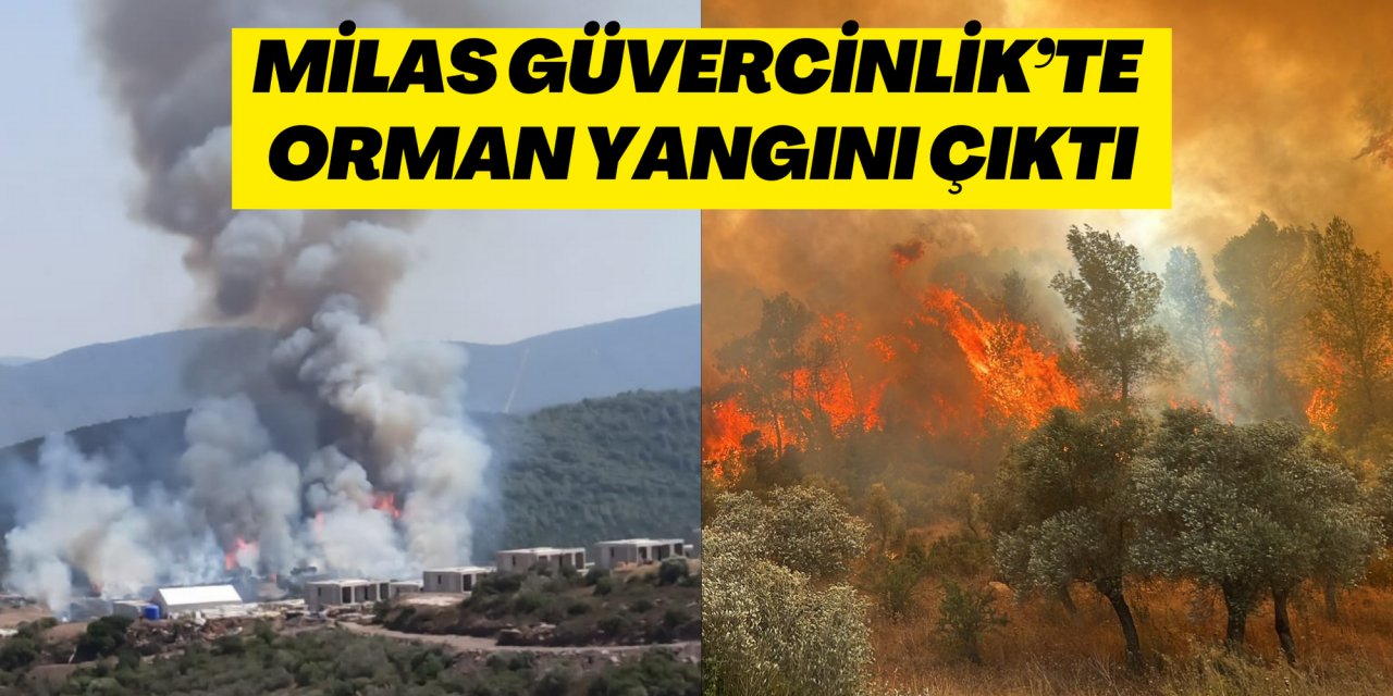 MİLAS GÜVERCİNLİK’TE ORMAN YANGINI ÇIKTI
