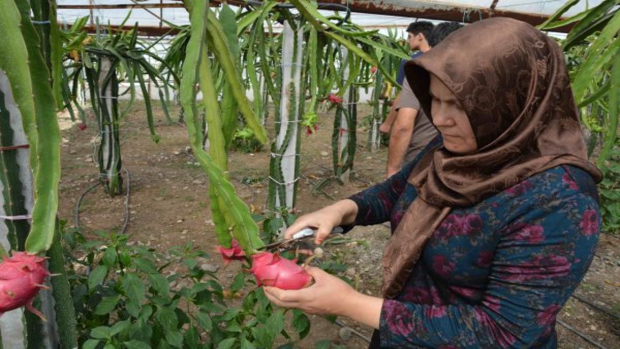 Alternatif ürün umudu: Ejder meyvesi