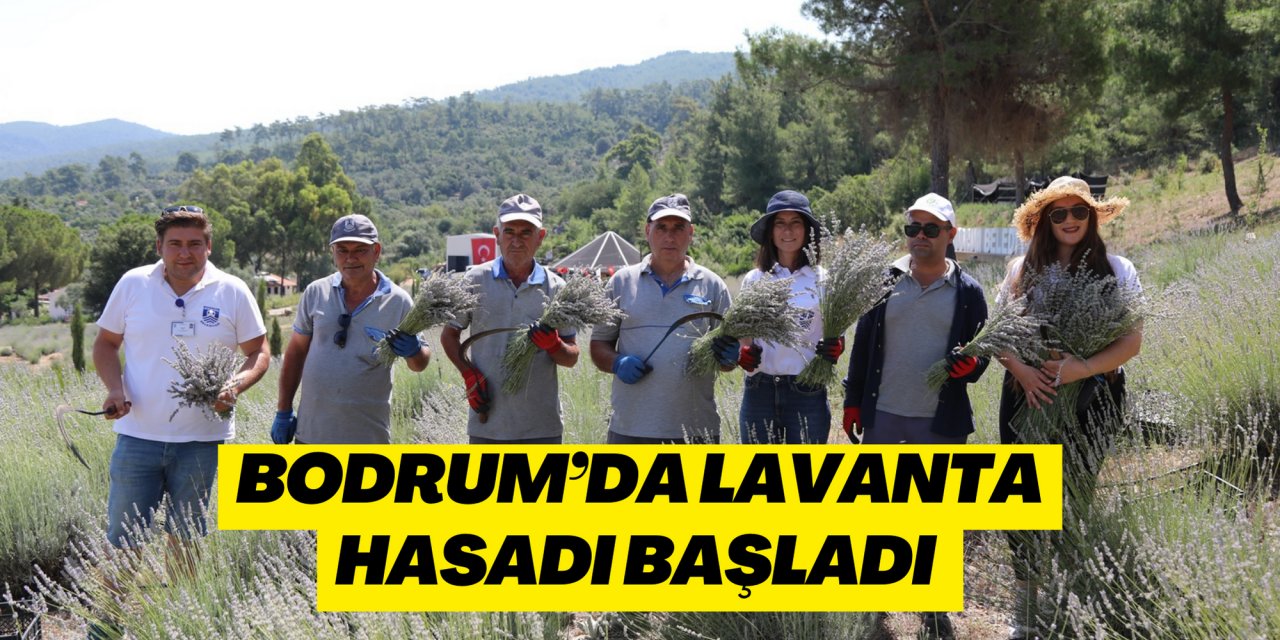 BODRUM’DA LAVANTA HASADI BAŞLADI