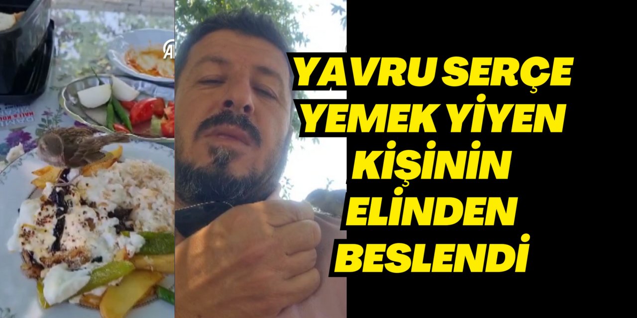Yavru serçe yemek yiyen kişinin elinden beslendi