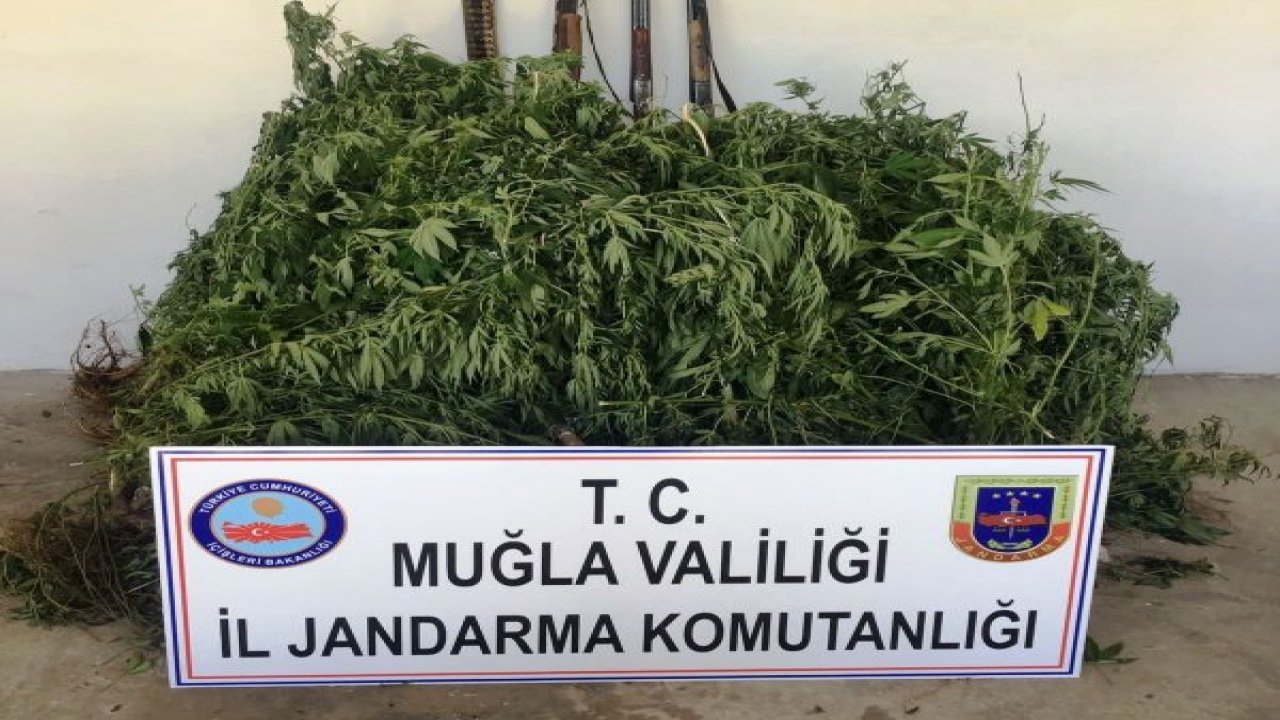 Ula’da yasa dışı ekim operasyonu