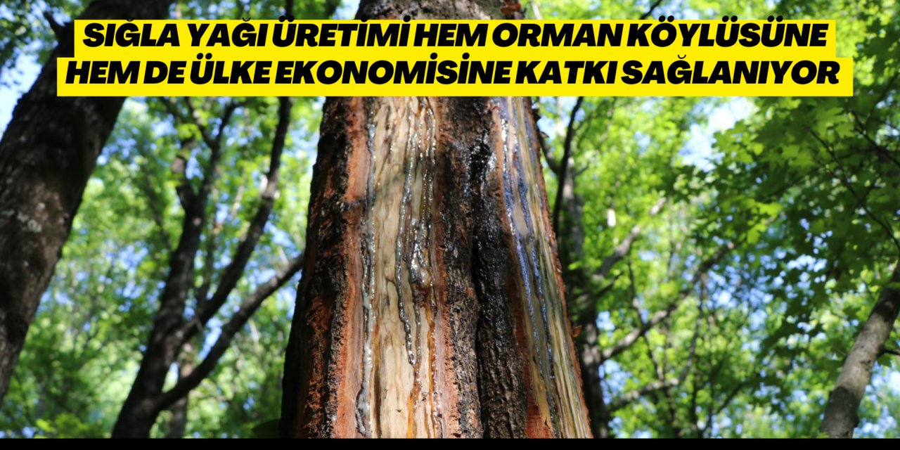SIĞLA YAĞI ÜRETİMİ HEM ORMAN KÖYLÜSÜNE HEM DE ÜLKE EKONOMİSİNE KATKI SAĞLANIYOR