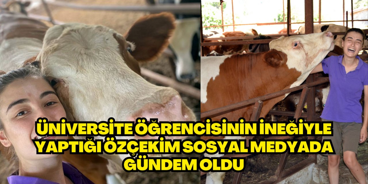 Üniversite öğrencisinin ineğiyle yaptığı özçekim sosyal medyada gündem oldu