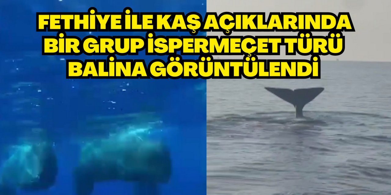 Fethiye ile Kaş açıklarında bir grup balina görüntülendi
