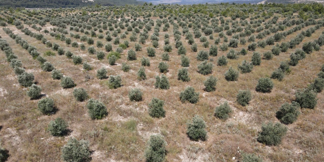 Milas'ta termik santralin maden sahasına 3 milyon fidan dikildi