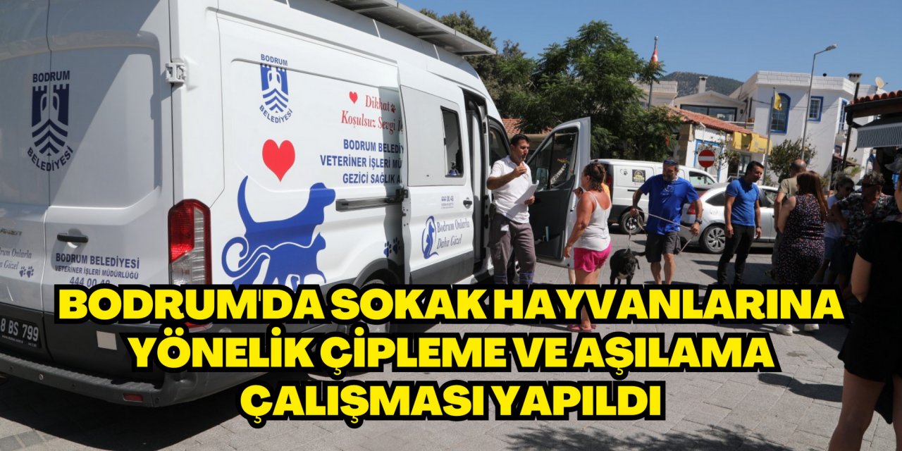 Bodrum'da sokak hayvanlarına yönelik çipleme ve aşılama çalışması yapıldı